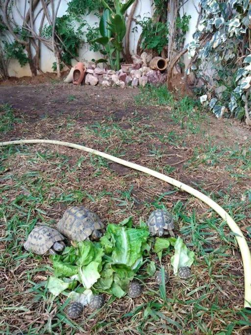 Etage De Villa Avec Jardin, Pres De L'Aireport Et Parking Prive Ariana Esterno foto